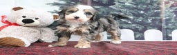 Mini Bernedoodle dogs for sale: Trooper - Ad 1