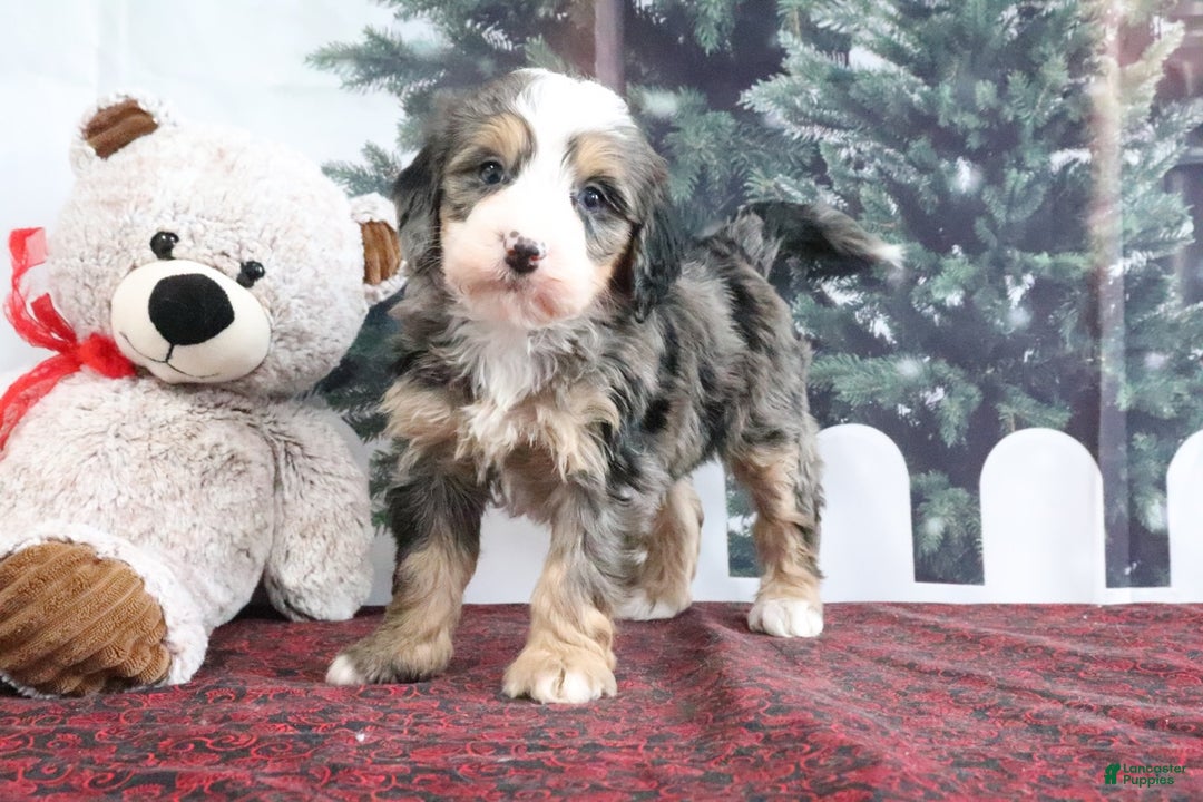 Mini Bernedoodle dogs for sale: Trooper - Ad 1