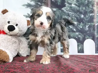 Mini Bernedoodle dogs Trooper - Ad 12