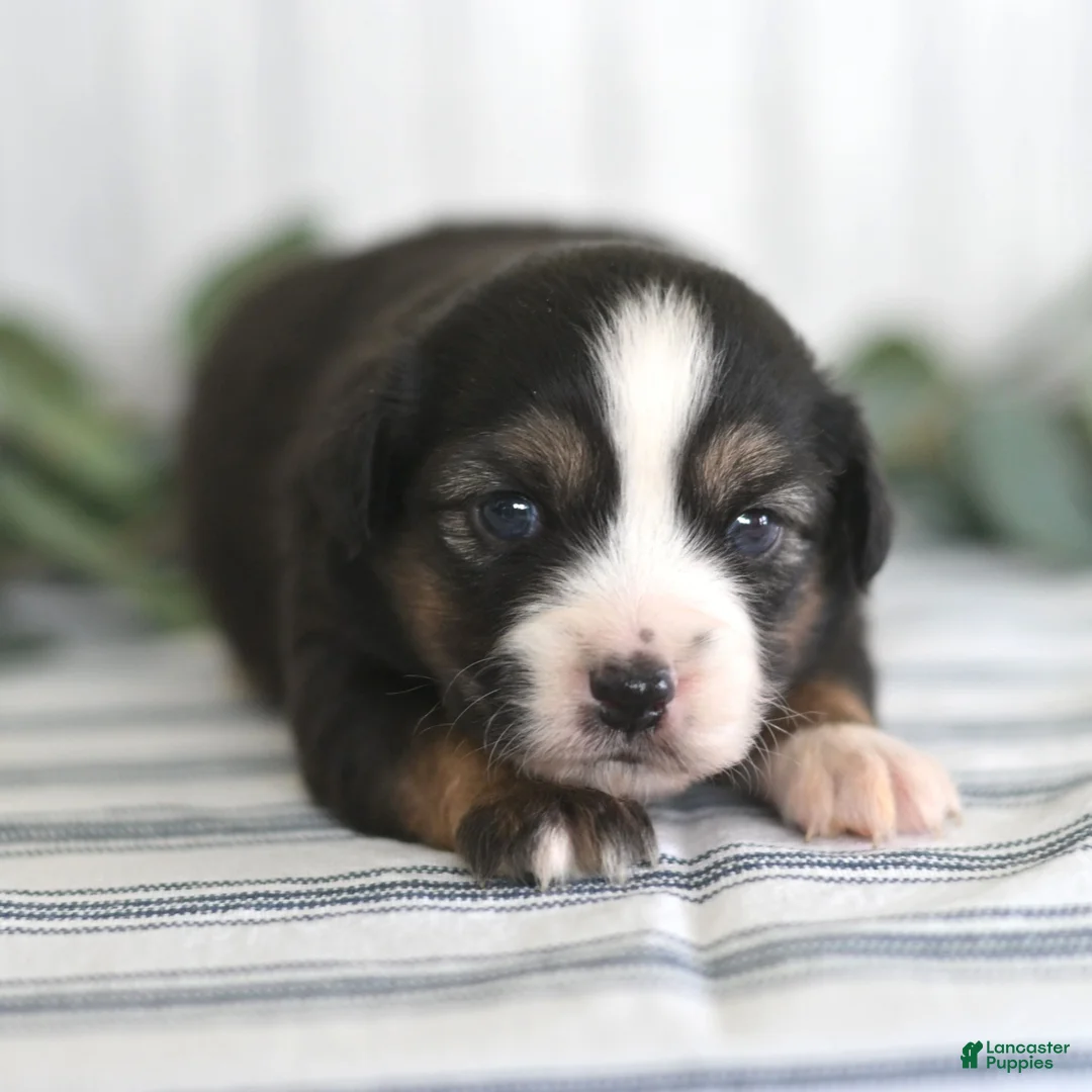 Miniature Australian Shepherd dogs for sale: Gordon  - Ad 2