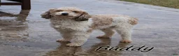 Mini Goldendoodle dogs for sale: Chuck - Ad 8