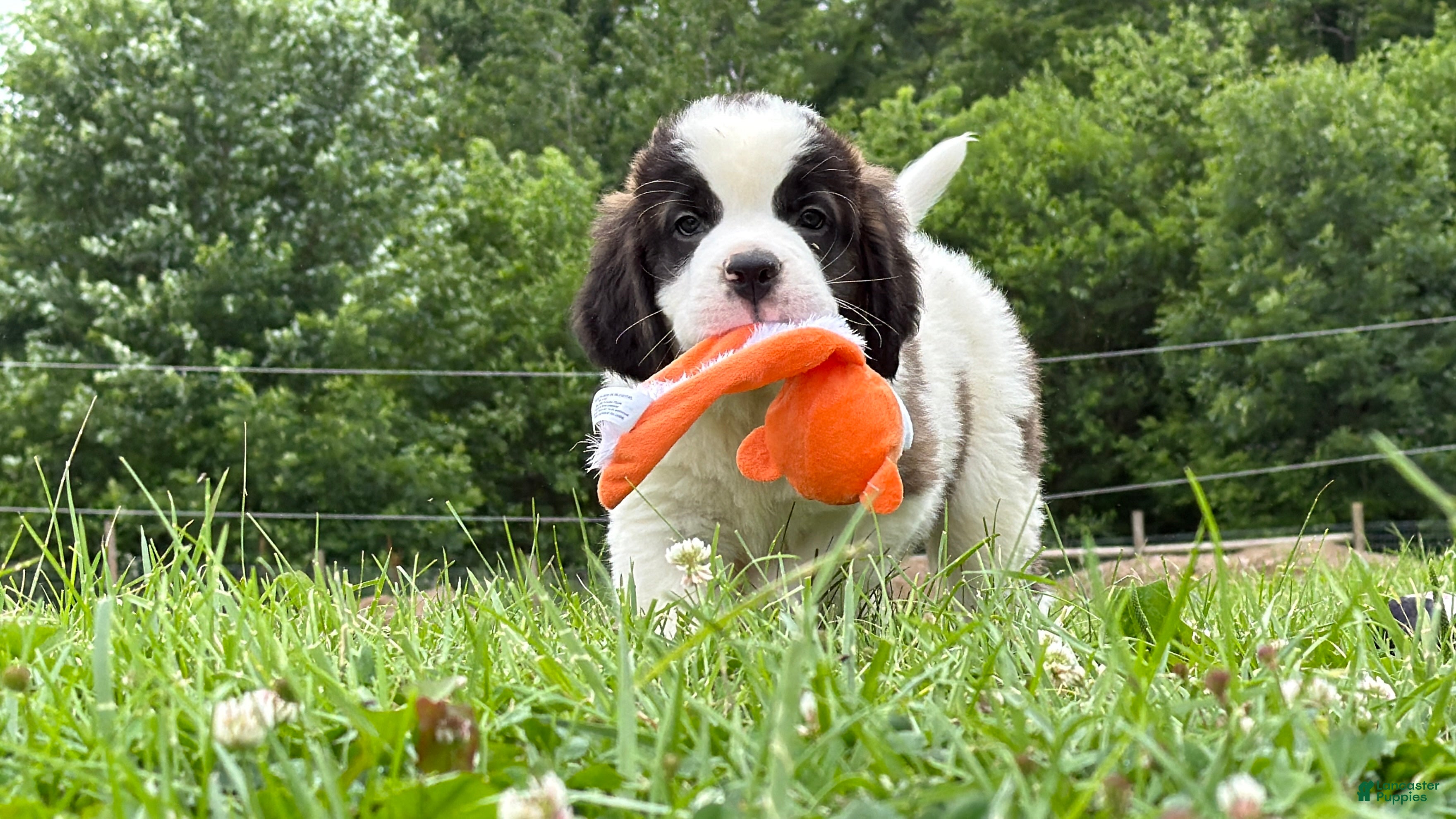 Saint Bernard dogs Babbles - Ad 2