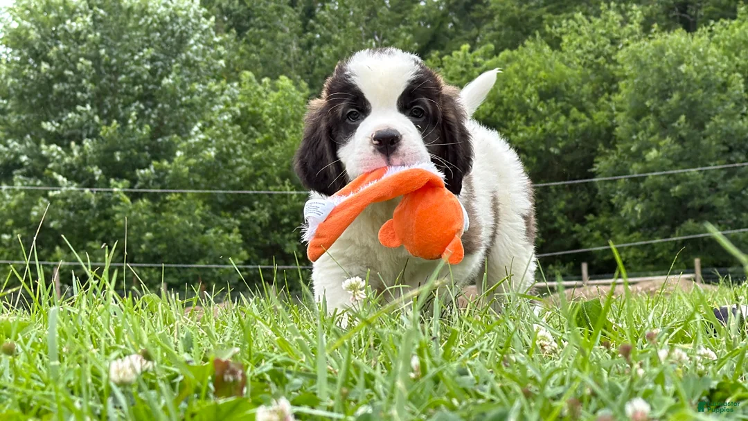 Saint Bernard dogs for sale: Babbles - Ad 2