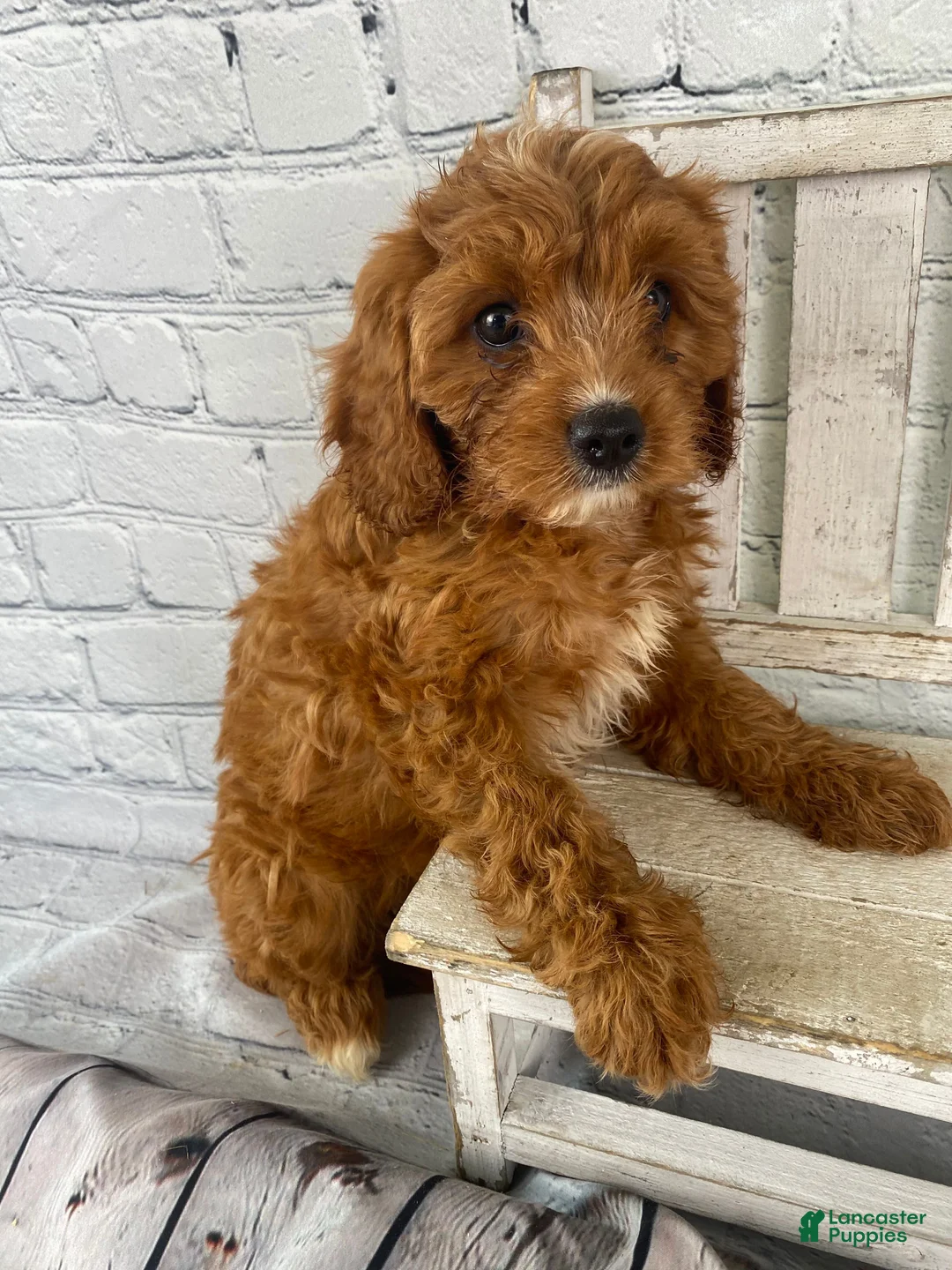 Cavapoo dogs for sale: Lucy - Ad 2