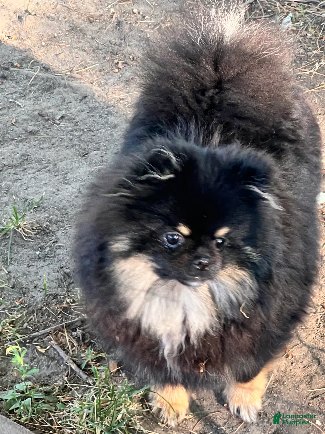 Pomeranian dogs for sale: Pomeranian Puppy 1 - Ad 8