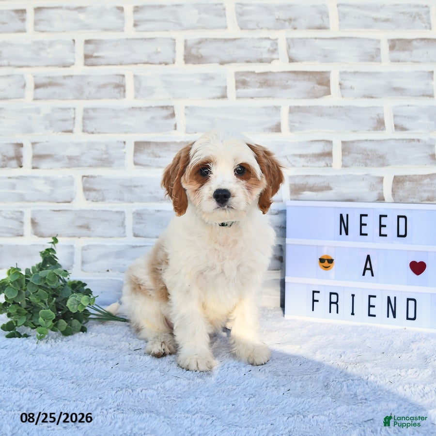 Cavapoo dogs Canonn - Ad 1