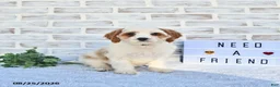 Cavapoo dogs for sale: Canonn - Ad 1