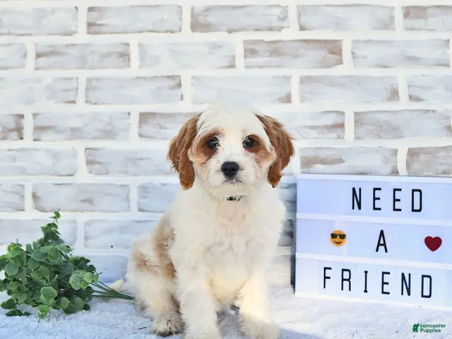 Cavapoo dogs for sale: Canonn - Ad 1