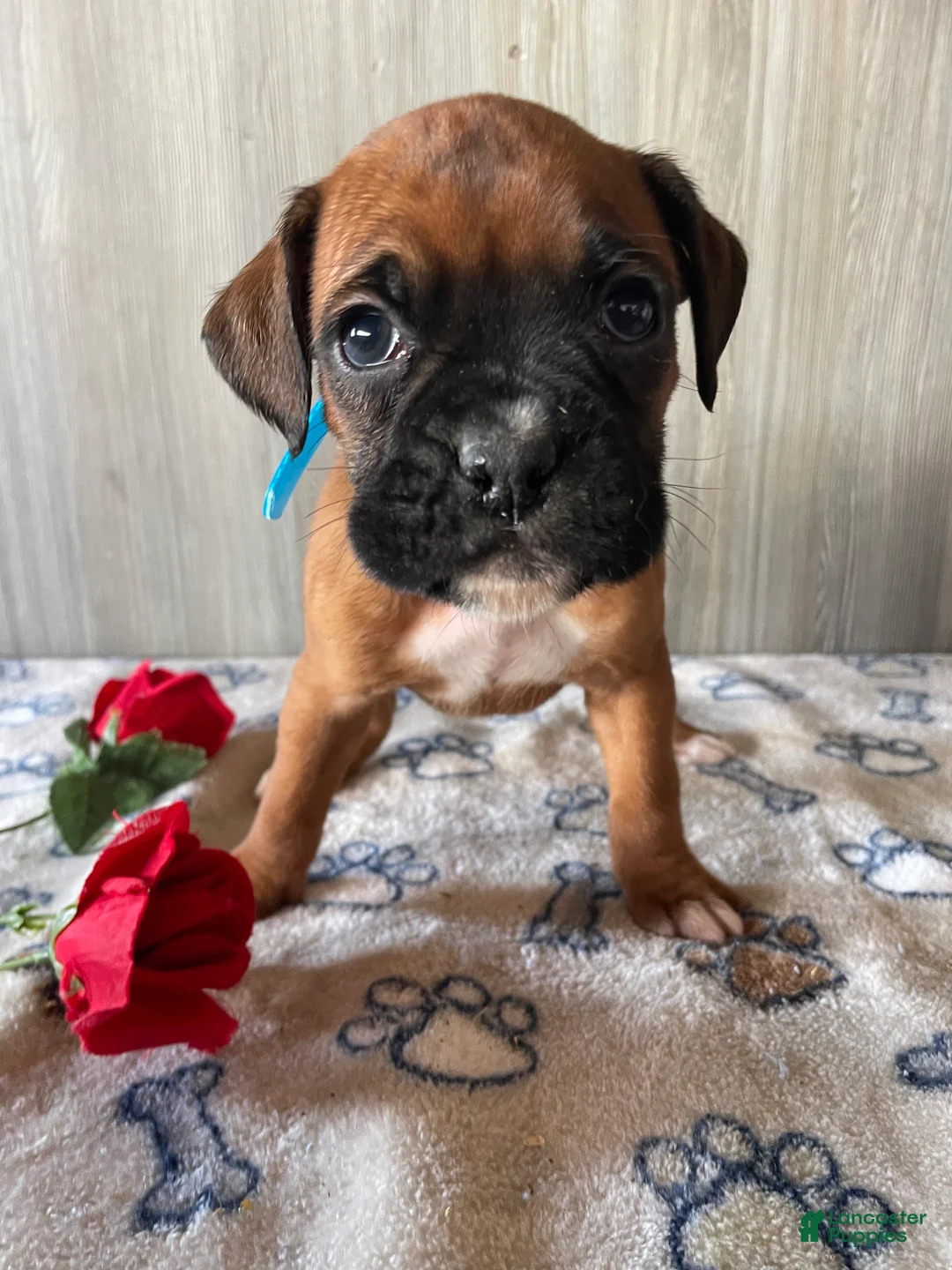 Boxer dogs for sale: Beauty - Ad 2
