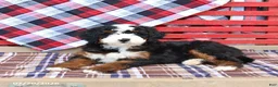 Mini Bernedoodle dogs for sale: Gus - Ad 3