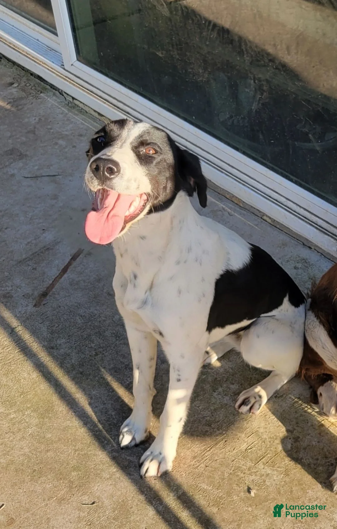 Mixed Breed dogs for sale: Captain - Ad 2