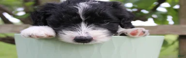Dotty 