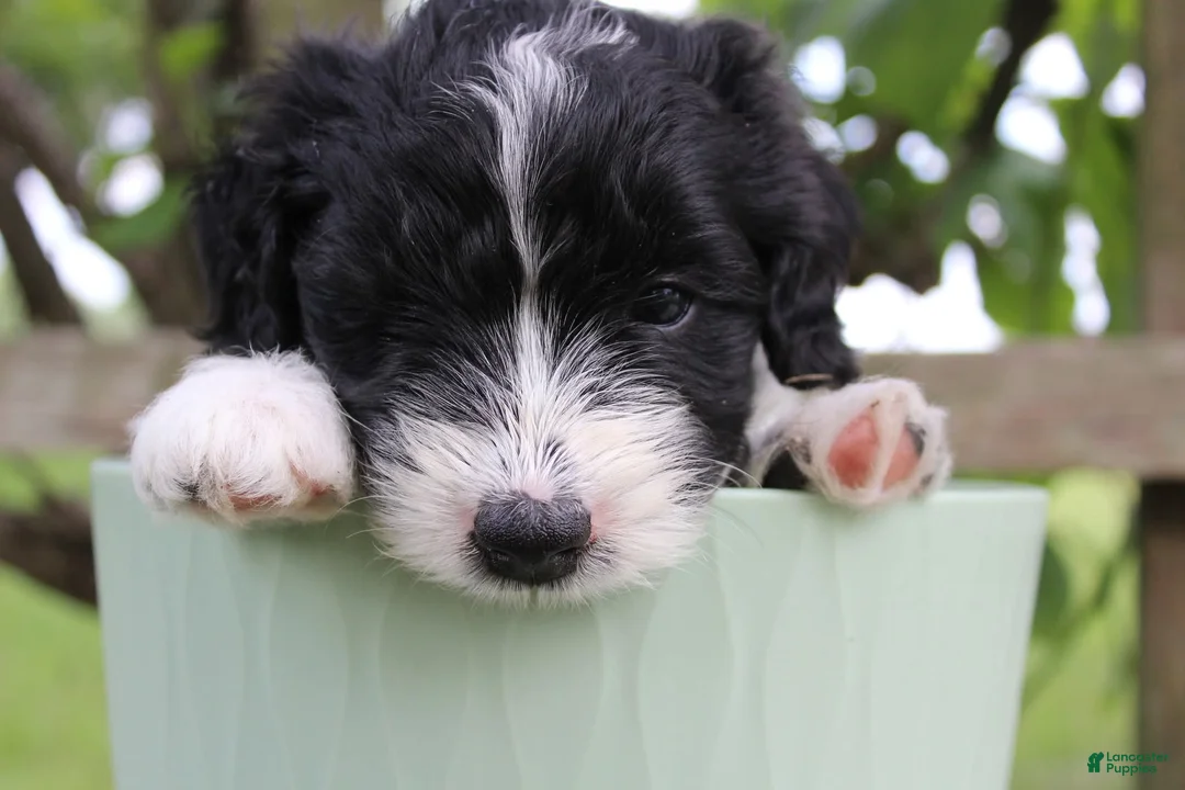 Bordoodle dogs for sale: Dotty  - Ad 1