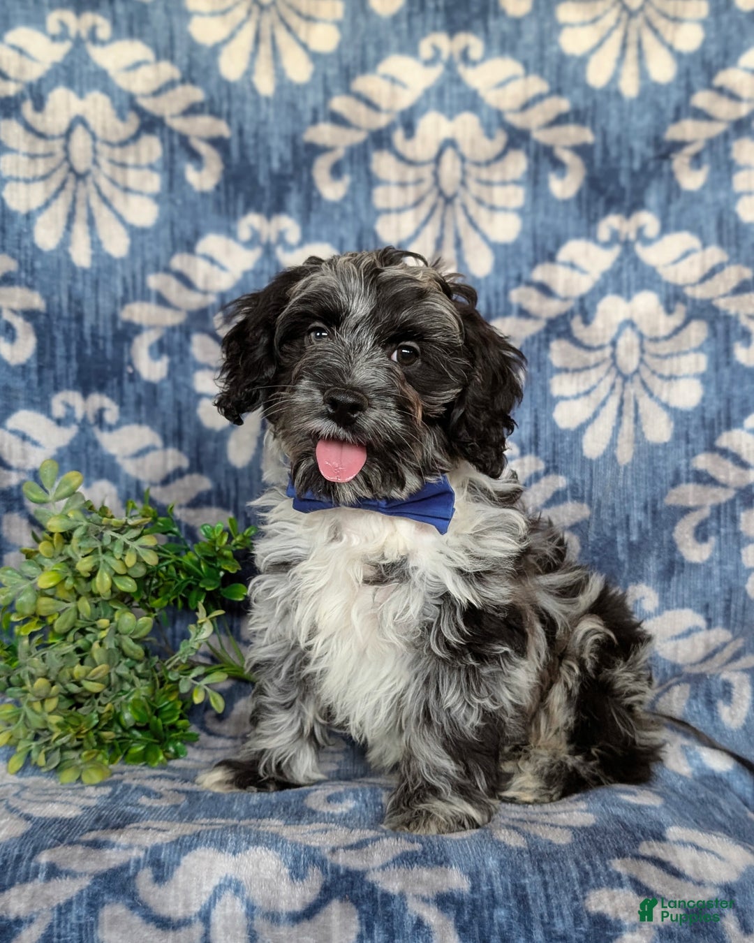 Cockapoo dogs for sale: Randall - Ad 2