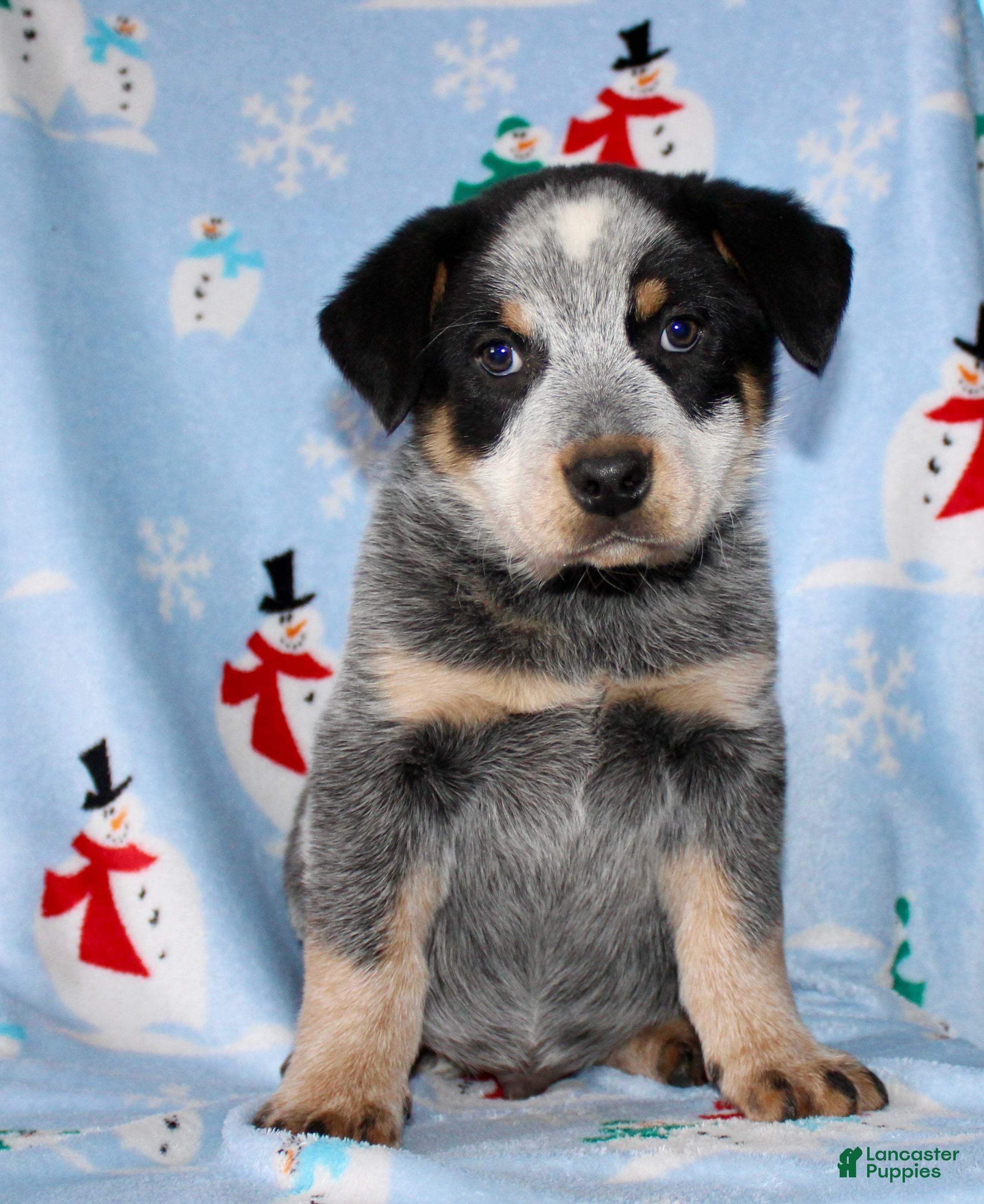 Australian Cattle Dog dogs Randy - Ad 26