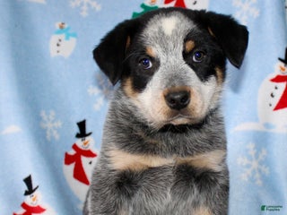 Australian Cattle Dog dogs Randy - Ad 1