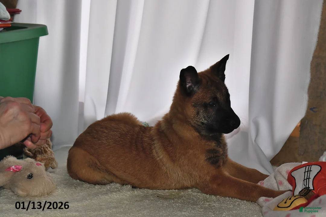 Belgian Malinois dogs for sale: Ivy - Ad 5