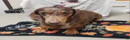 Miniature Dachshund dogs for sale: George - Ad 8
