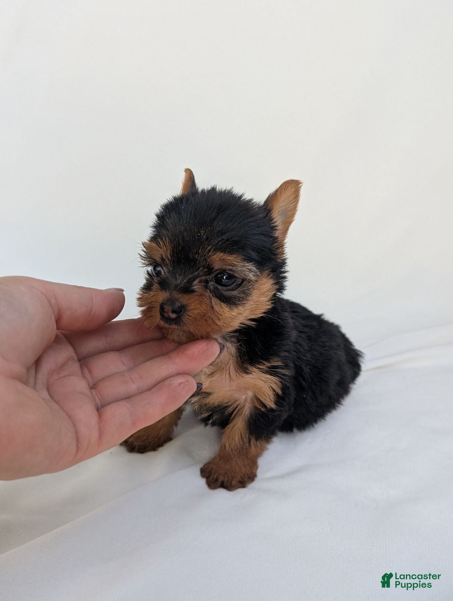 Yorkshire Terrier dogs Cinderella  - Ad 2