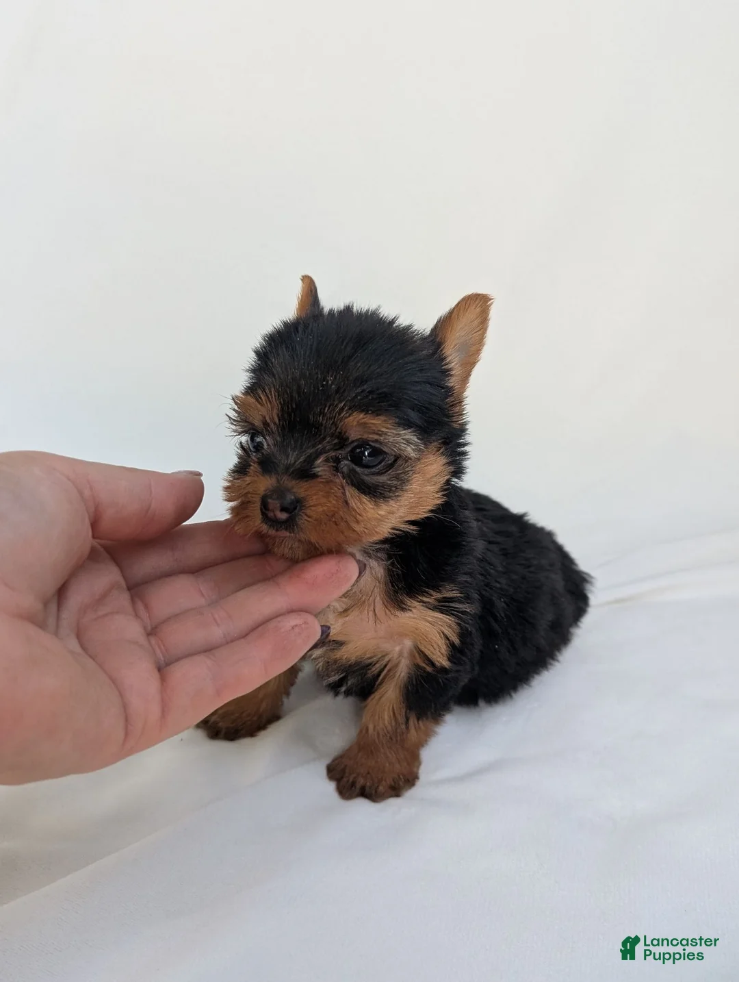 Yorkshire Terrier dogs for sale: Cinderella  - Ad 2