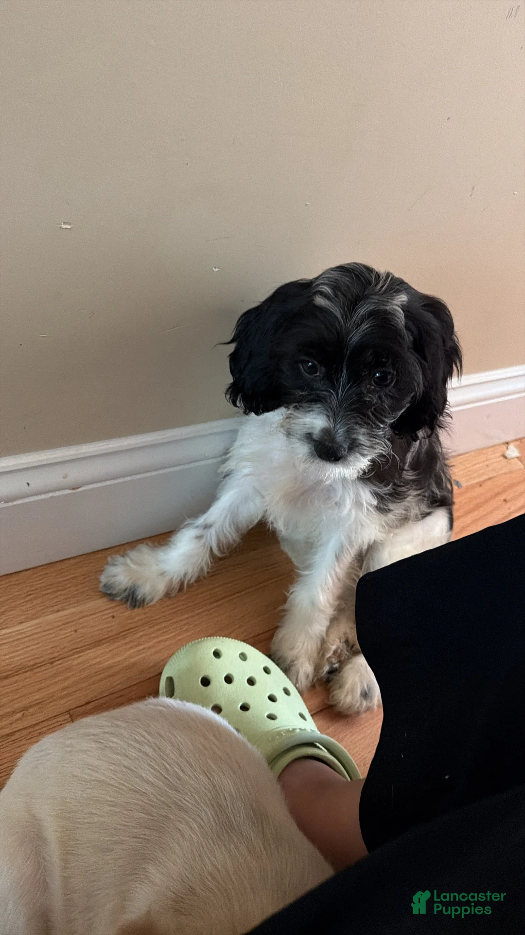 Cavapoo dogs for sale: Cavapoo 1 - Ad 2