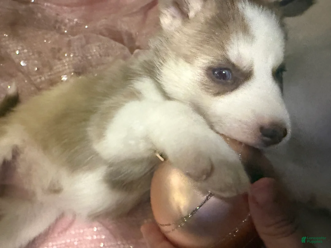 Siberian Husky dogs for sale: Freya - Ad 2