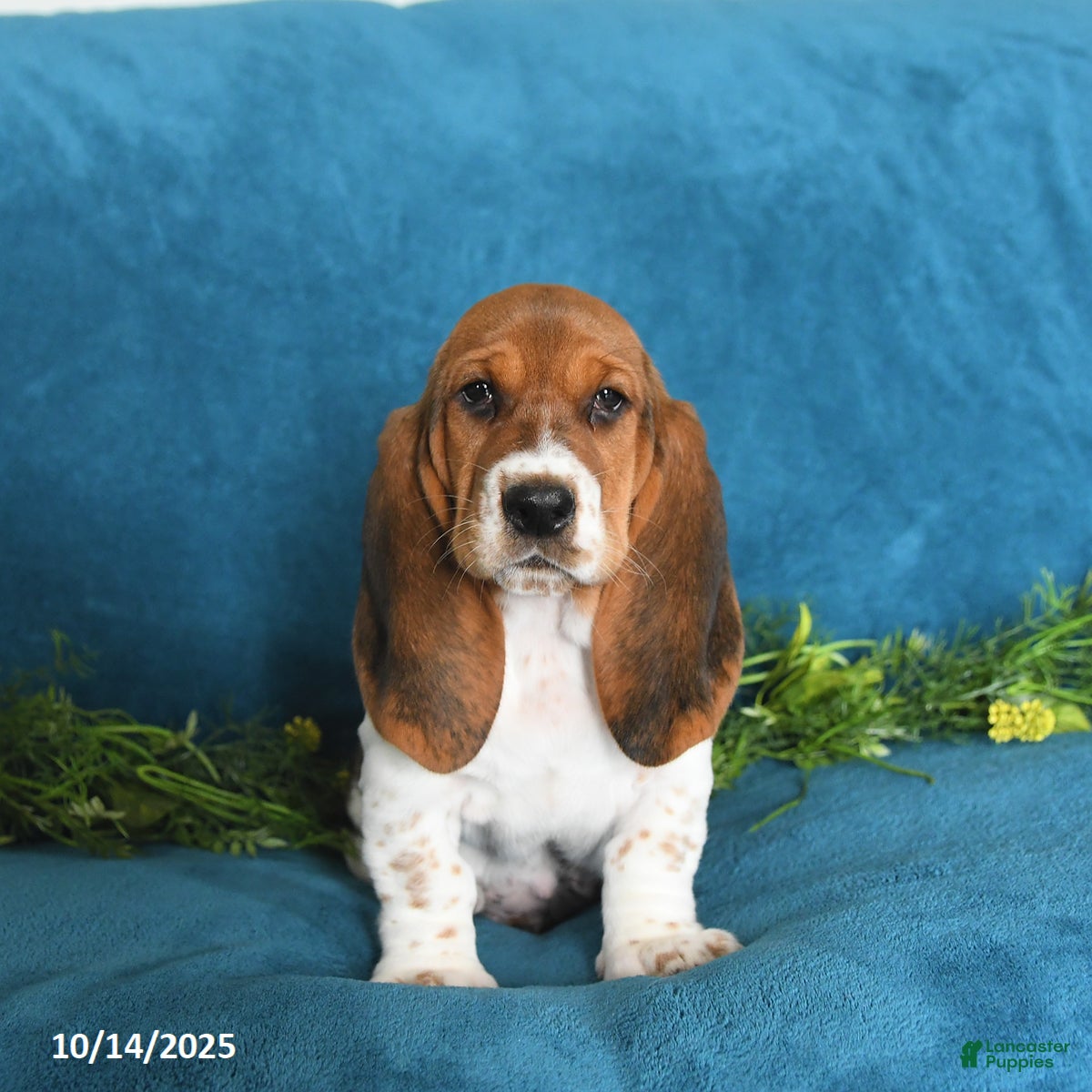 Adoption Purebred Basset Hound Price Basset Hound Puppies For Sale