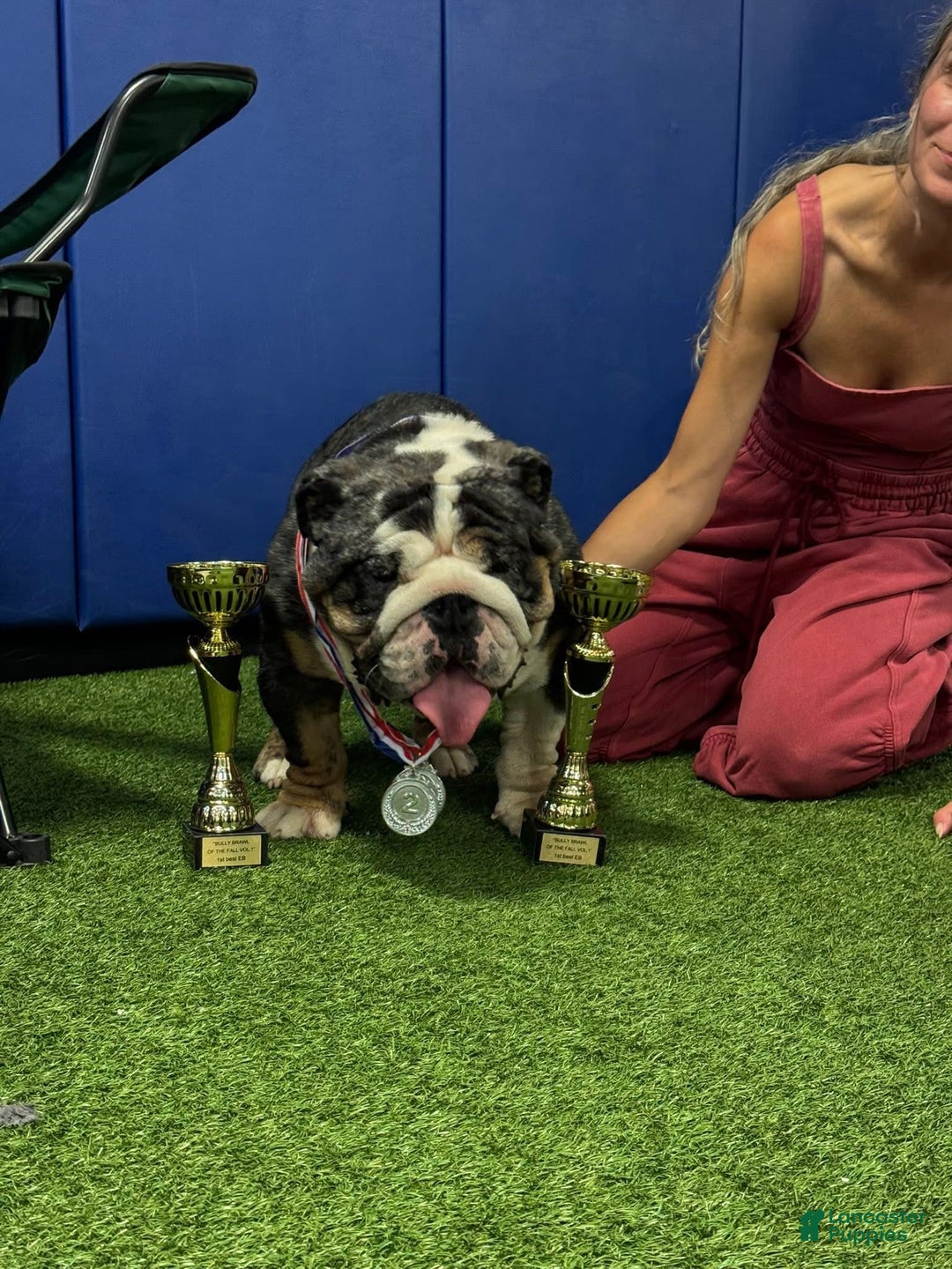 English Bulldog dogs for sale: Saint  - Ad 6