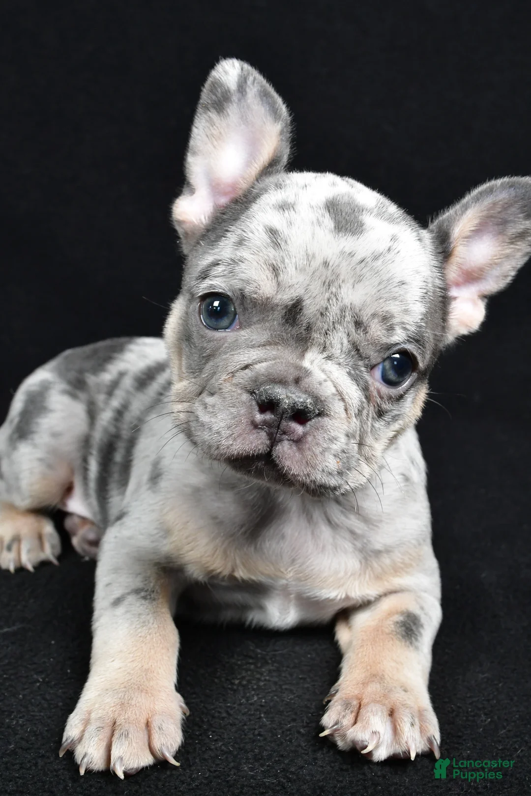 French Bulldog dogs for sale: Brooklyn - Ad 4