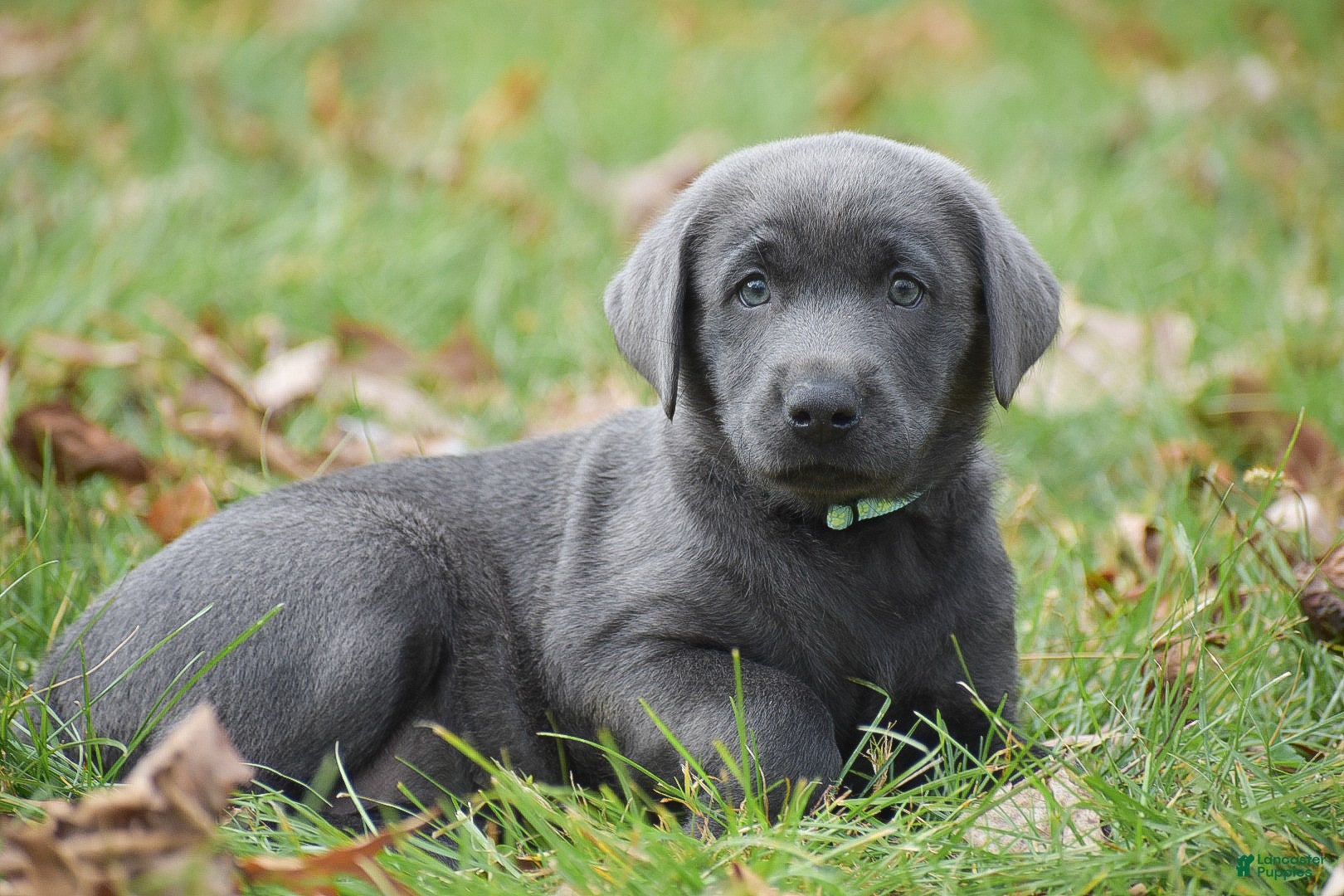 Labrador Retriever dogs Cali - Ad 13