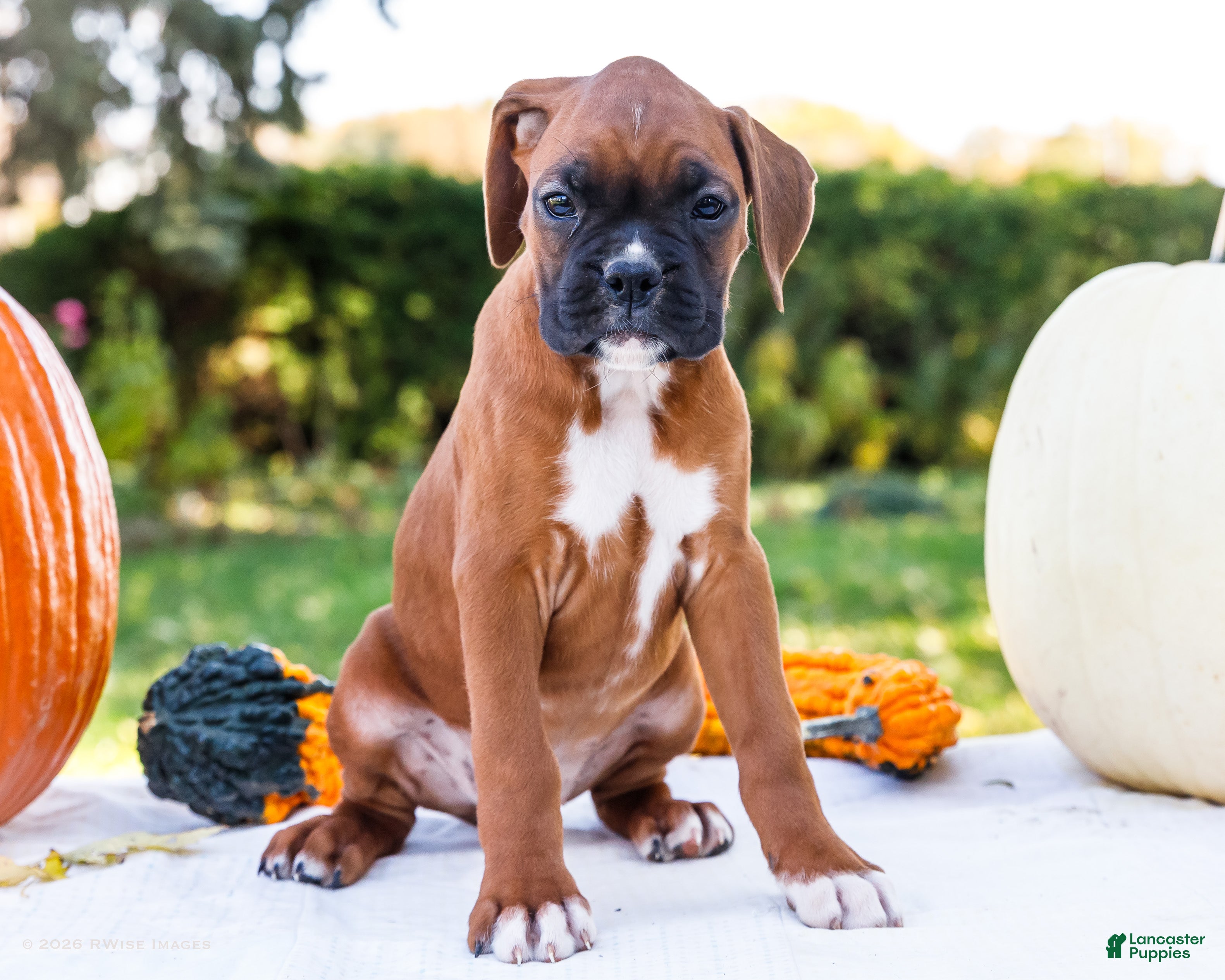 Boxer dogs for sale: Mandy Boxer - Ad 1