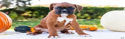 Boxer dogs for sale: Mandy Boxer - Ad 1