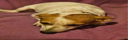 Chihuahua dogs for sale: Princess "T-Cup" - Ad 5
