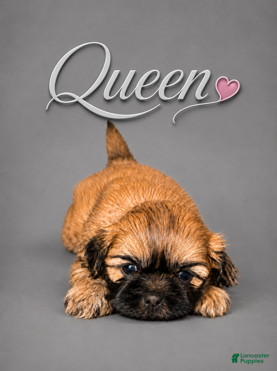 Shih Tzu dogs Queen  - Ad 5