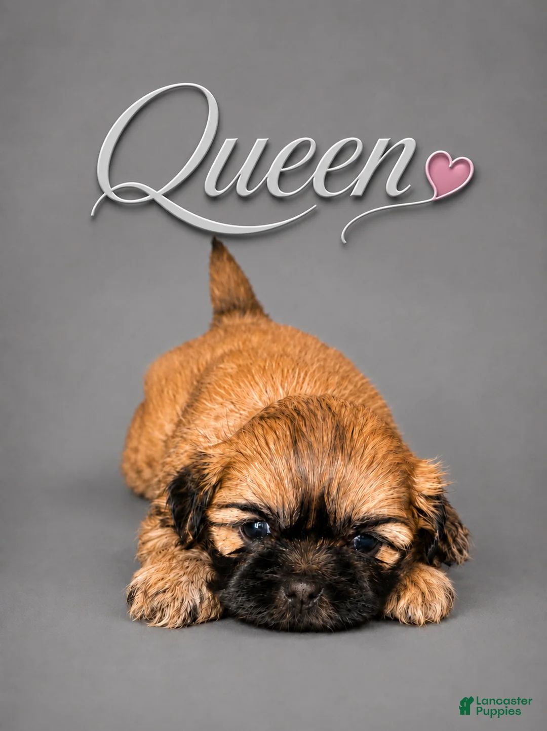 Shih Tzu dogs for sale: Queen  - Ad 1