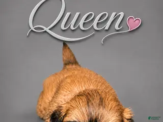 Shih Tzu dogs Queen - Ad 5
