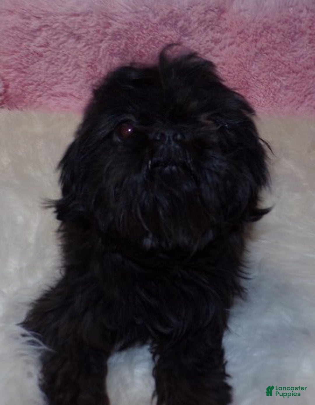 Shih Tzu dogs for sale: Imperial Shih Tzu  Wenda Green Collar  - Ad 9