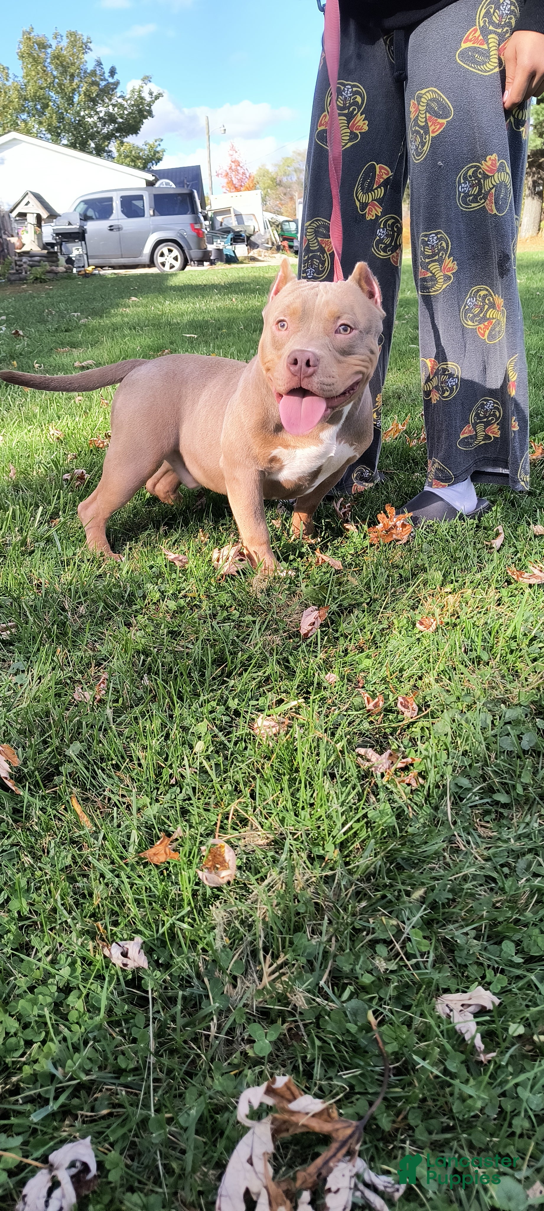 American Bully dogs American Bully Puppy 1 - Ad 40