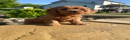 Cavapoo dogs for sale: Harley - Ad 5