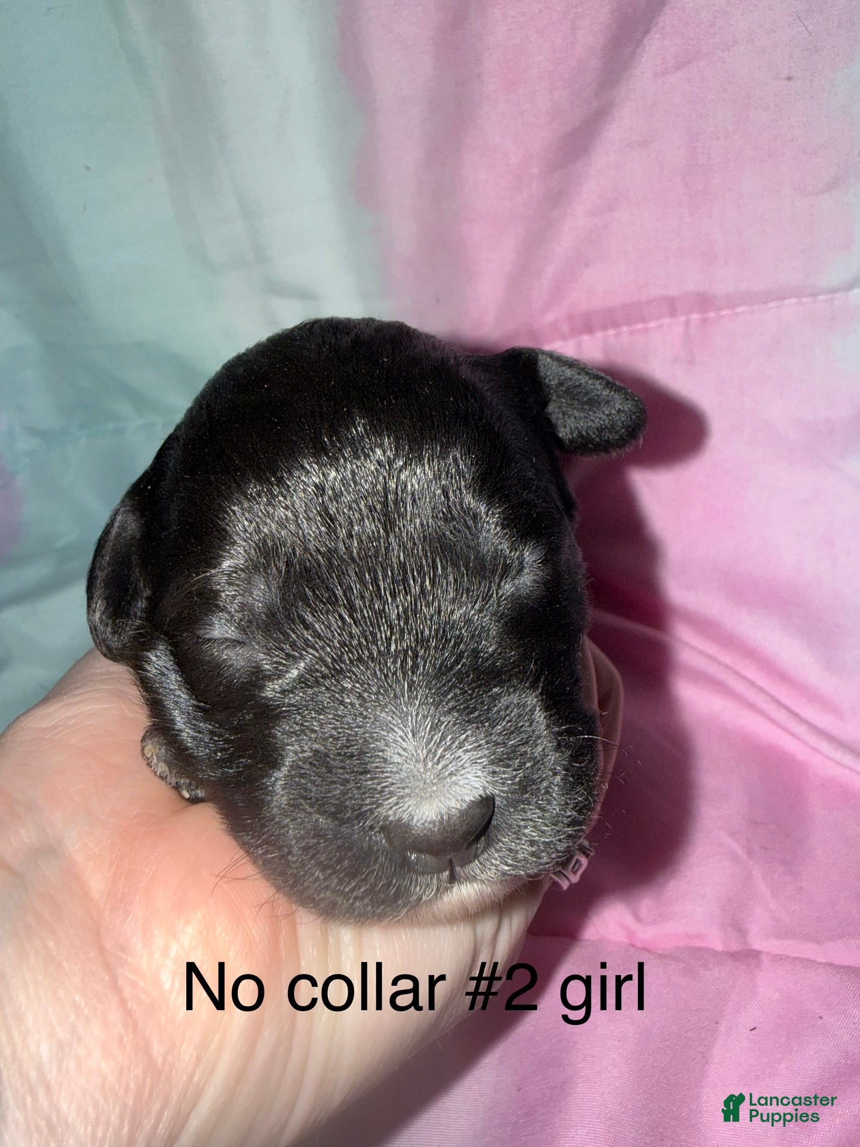 Mixed Breed dogs Tan collar girl  - Ad 7