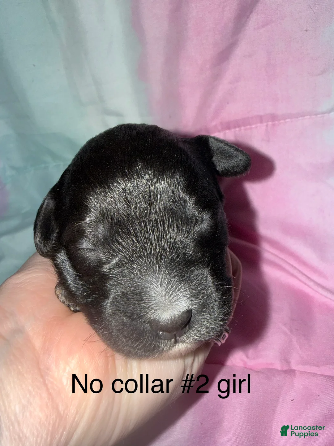Mixed Breed dogs for sale: Tan collar girl  - Ad 1