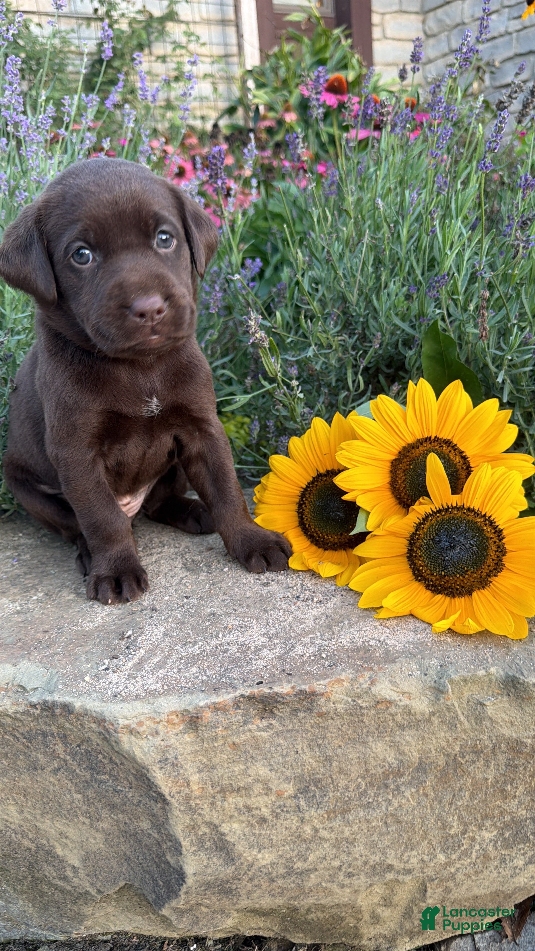 Labrador Retriever dogs Lavender - Ad 1
