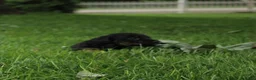 Dachshund dogs for sale: IKE - Ad 4