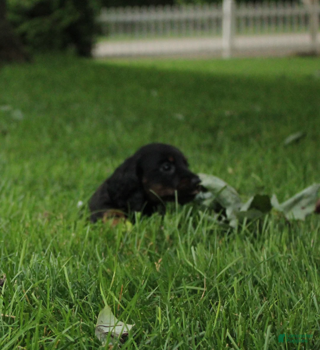 Dachshund dogs for sale: IKE - Ad 4