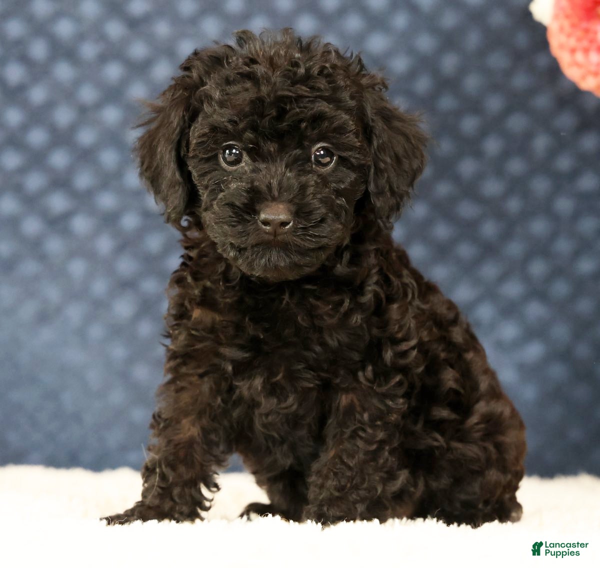 Havapoo dogs Dahlia - Ad 1