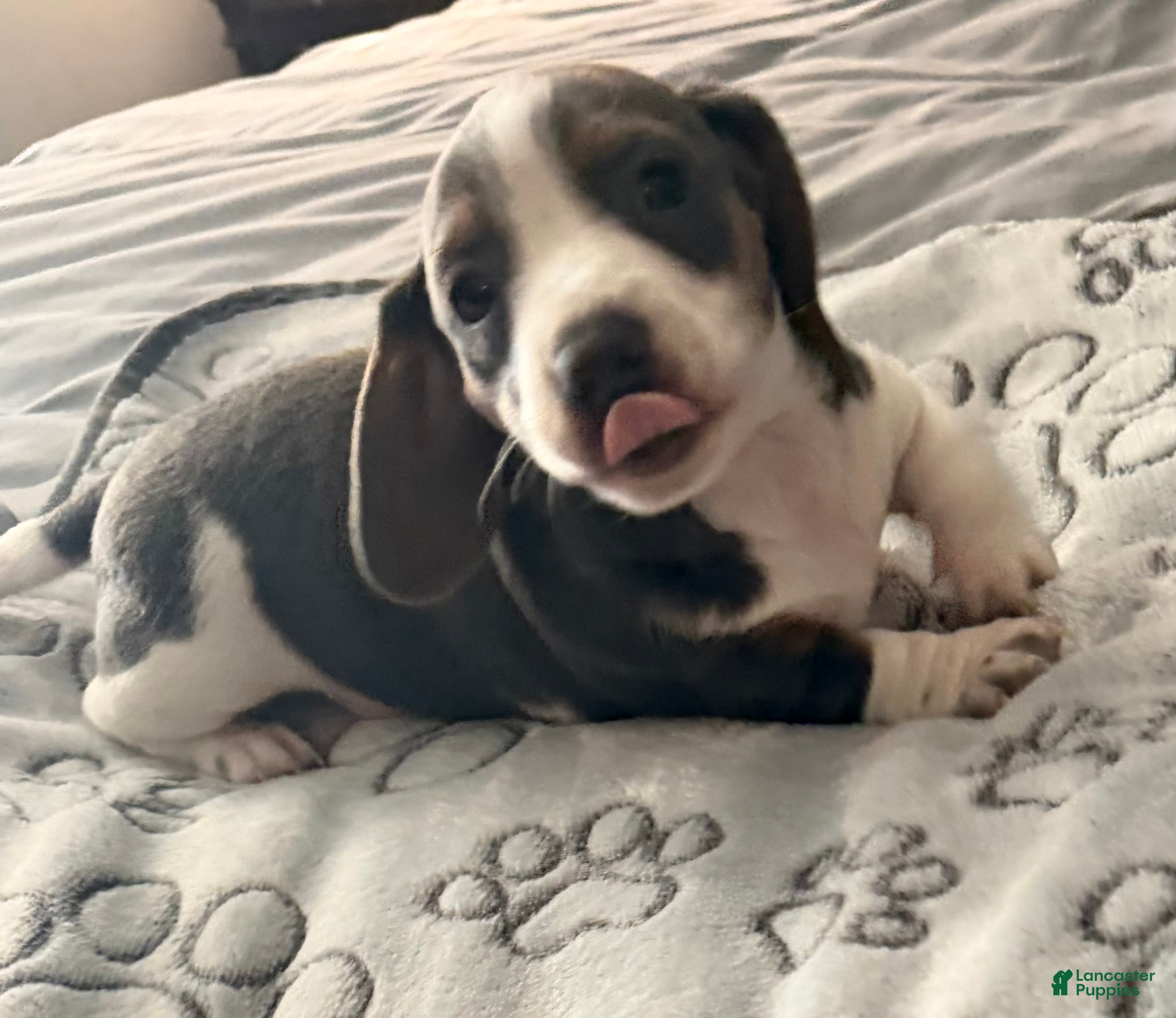 Miniature Dachshund dogs Miniature Dachshund 1 - Ad 1