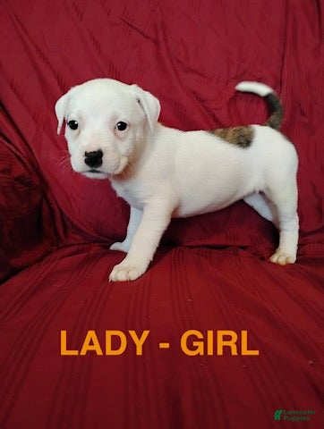 Mixed Breed dogs Lady - Ad 20