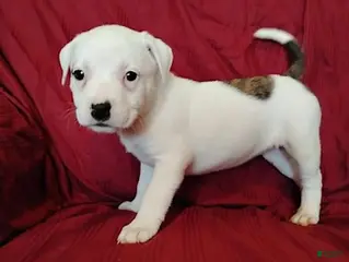 Mixed Breed dogs Lady - Ad 14