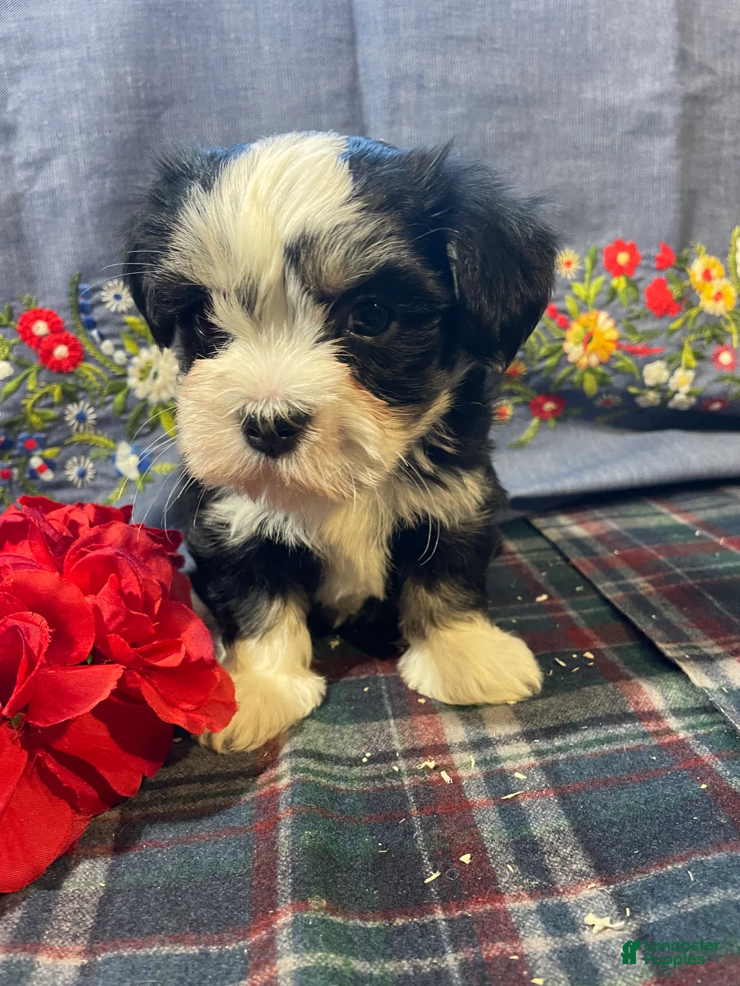Havanese dogs for sale: Milo - Ad 3