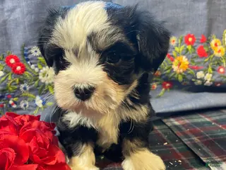 Havanese dogs Milo - Ad 3